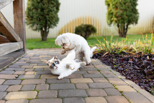 Dog And Cat Play Together. Cat And Dog Lying Outside In The Yard.dog And Cat Best Friends.