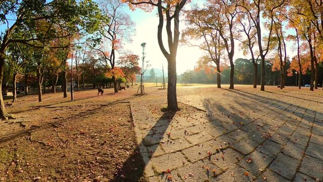 浮雲園地/秋の奈良公園