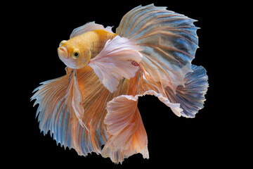 Beautiful movement of yellow betta fish, Siamese fighting fish, Betta splendens isolated on black background. Studio shot.