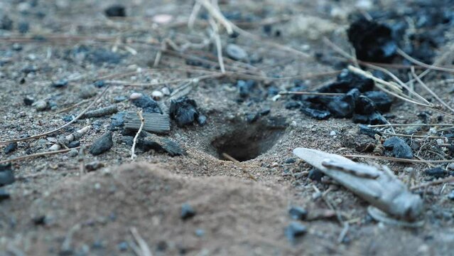 A tarantula hawk wasp digging a hole in the sand. Near the burrow lies a dead grasshopper. Rear view. Pepsis the largest of wasps