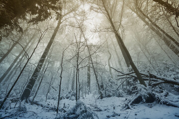 Mystical winter forest in snow and fog. Wild forest snowy landscape