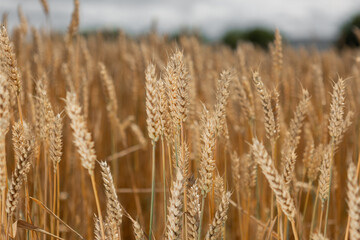 golden wheat field