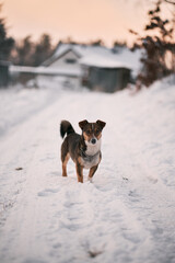 Stray dog in the winter park. Lovely pet portrait with snow.