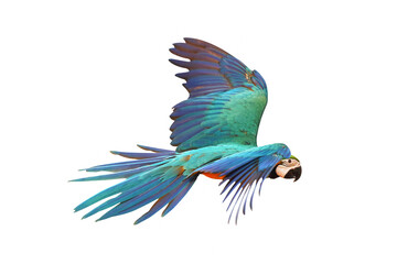 Colorful flying parrot isolated on white.