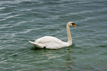 White swan at Lake Constance (Bodensee).