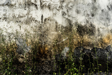 Cement wall background, rough concrete surfaces with scratches, peeling paint, dirt from moss and overgrown grass.