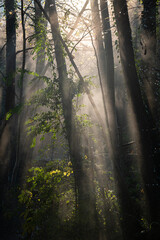 Brume dans une forêt
