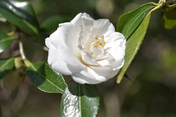 伊勢太白　ツバキの花