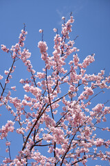 ピンクの桜　花模様