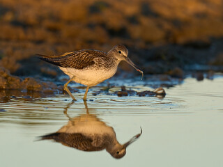 Common greenshank (Tringa nebularia)