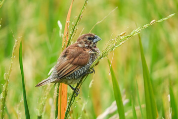 seed-eating birds, used to eat rice in the fields