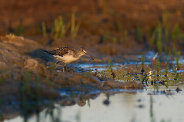 Common greenshank (Tringa nebularia)