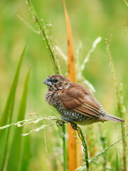 seed-eating birds, used to eat rice in the fields