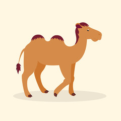 Bactrian camel walking, side view