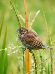seed-eating birds, used to eat rice in the fields