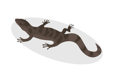 Obraz na płótnie Canvas Salamander, top view, illustration