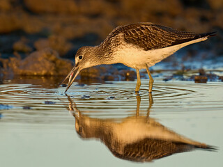 Common greenshank (Tringa nebularia)