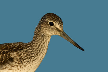 Obraz premium Common greenshank (Tringa nebularia)
