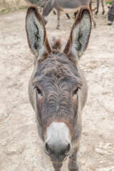 Close up portrait of a donkey staring at the camera intrigued