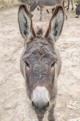 Close up portrait of a donkey staring at the camera intrigued