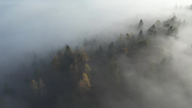 Aerial shot of a sunrise in a misty forest. 4K, UHD
