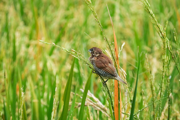 seed-eating birds, used to eat rice in the fields