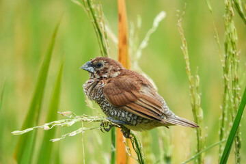 seed-eating birds, used to eat rice in the fields