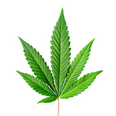 Naklejka na ściany i meble cannabis leaf isolated on white