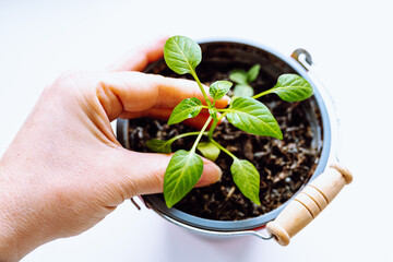 chili seedlings in flowerpot