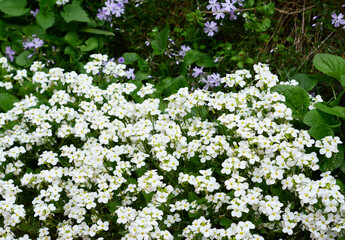 Arabis caucasica is a species of flowering plant in the mustard family (Brassicaceae) known by the...