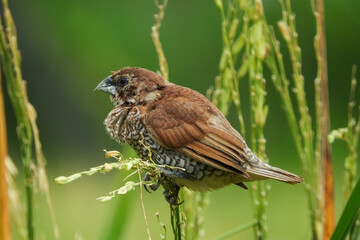 seed-eating birds, used to eat rice in the fields