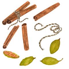 A bundle of food spices. Cinnamon sticks and cardamom seeds. Condiments. Hand-drawn watercolor illustrations