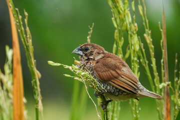 seed-eating birds, used to eat rice in the fields