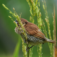 seed-eating birds, used to eat rice in the fields