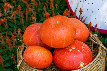Close-up of large pumpkins stacked at harvest festival