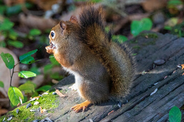 Squirrel eating on a log  at Burbank Pond near Danville. Canada.