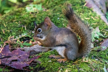 Naklejka na ściany i meble Squirrel eating on a log at Burbank Pond near Danville. Canada.