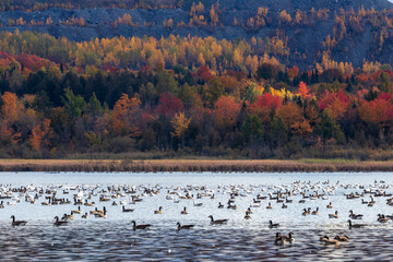 Ducks and geese resting on Burbank Pond near Danville with fall colored trees in the background.
Canada.