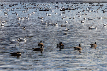 Ducks and geese resting on Burbank Pond near Danville with fall colored trees in the background.
Canada.