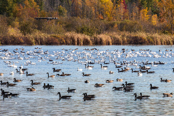 Ducks and geese resting on Burbank Pond near Danville with fall colored trees in the background.
Canada.