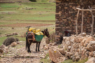 loaded donkey, Ait Said, Atlas mountain range, morocco, africa