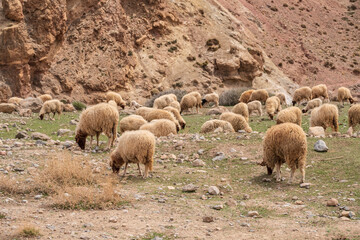 children in front of a house, flock of sheep, Ait Said, Atlas mountain range, morocco, africa