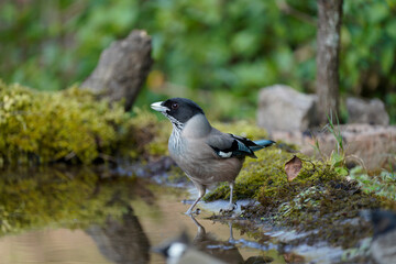 Black-headed Jay - cunning and lively