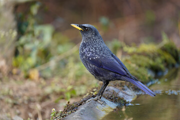 Blue-whistling Thrush posing after drinking water