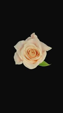 Time lapse of opening beautiful ivory-white medeo rose with ALPHA transparency channel isolated on black background, top view, vertical orientation