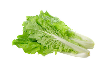 lettuce leaves isolated on transparent png - obrazy, fototapety, plakaty