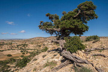 argan tree, Assaka, road from Essaouira to Agadir, morocco, africa