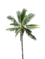 Obraz premium Coconut tree on white background isolated