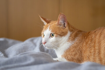 見つめる猫　茶トラ白