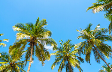 Obraz na płótnie Canvas Panoramic view of summer landscape with coconut palm trees and blue sky as tropical background